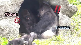 Tayari:Why dont you help take care of your son???ゴリラ金剛猩猩|20240107-9taipeizoo gorilla 台北市立動物園
