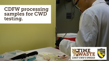 CDFW Processing Lymph Node Samples for Chronic Wasting Disease (CWD) Testing
