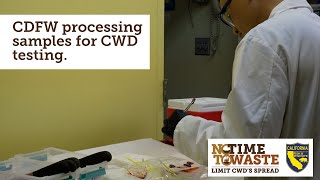 CDFW Processing Lymph Node Samples for Chronic Wasting Disease (CWD) Testing