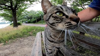 ベンチに人が座ったのを見ると駆け寄ってくる野良猫