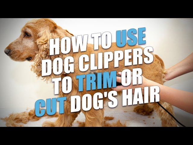 How To Use Dog Clippers To Trim Or Cut Dog'S Hair (A Quick Method) - Youtube