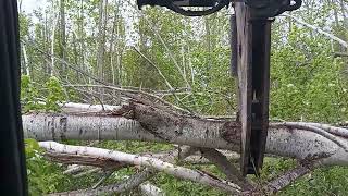 Tree shearing storm damage with 16 inch tree shear at Turtle Crik Tree Farms