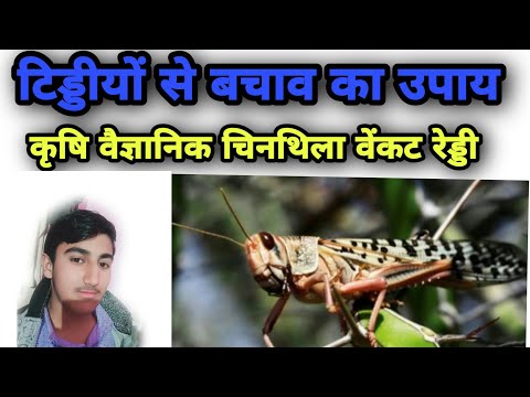 वीडियो: मैं टिड्डियों को अपने पौधे खाने से कैसे रोकूँ?