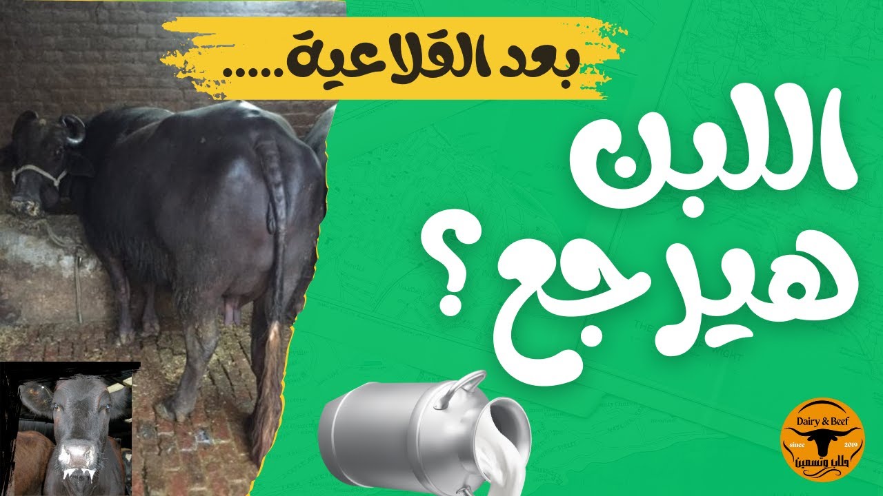 بعد القلاعية: إزاي نرجّع اللبن بسرعة
