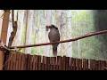 March 6, 2026 A Kookaburra Capture