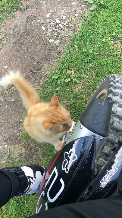 Котика без лайка оставишь?😹 #мото #кот #котики #эндуро #питбайк # ...