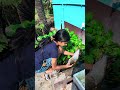 minipond se mila yea konsa machli🐟😳(1566) hindi fishing video #fishingvideo