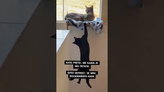 DISCUSSÃO POLÍTICA KKKK #pets #engraçado #dog #pet gargalhadas