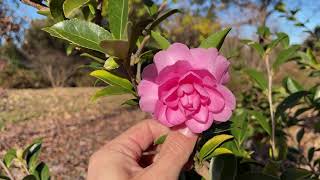 Thank a Tree: Camellia sasanqua