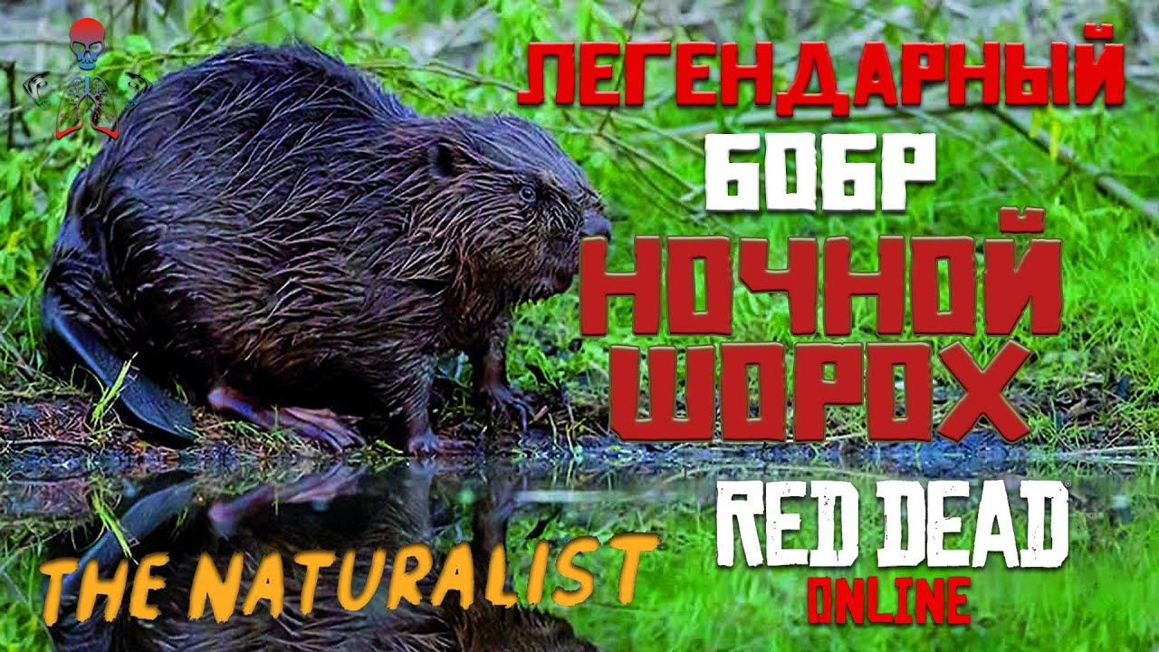 Советы и карты для охоты на легендарного бобра в Red