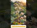 How Blackberries Grow From Seed to Harvest 🍇 #shorts#youtube