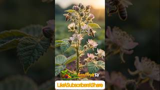 How Blackberries Grow From Seed to Harvest 🍇 #shorts#youtube