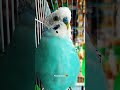 Naruto Budgie 🤣🤣 @PeakyBirds #birds #shorts #birdshort