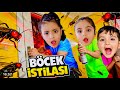 Bir arı sürüsü evimize saldırdı.