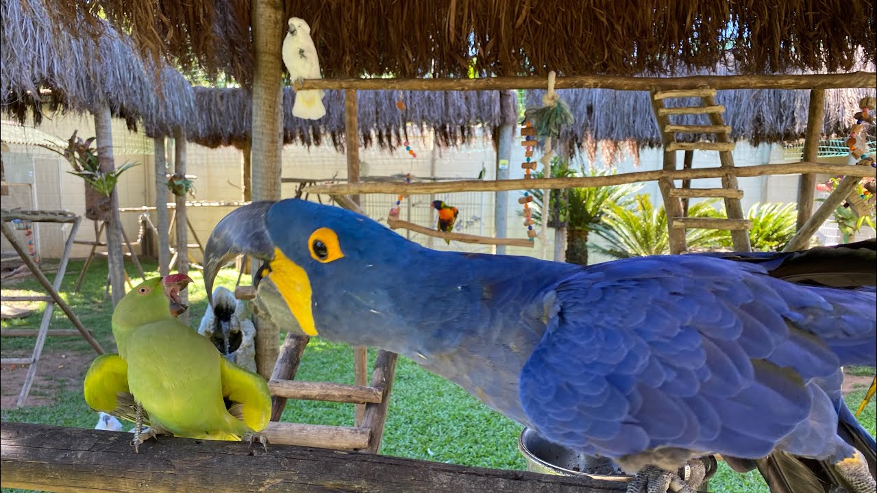 REAÇÃO DAS AVES PETS PAPAGAIO ARARA-AZUL GRANDE / Natureza linda