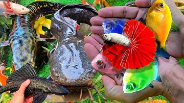 Video Cá Cảnh Đẹp, Động Vật Dễ Thương, Cá Trê, Cá Nàng Hai, Cá Sấu, Cá Lau Kiếng