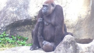 Jabali 又揹阿母修理了😆🤣💦#Djeeco#ゴリラ#迪亞哥#金剛猩猩#taipeizoo #gorilla #台北市立動物園