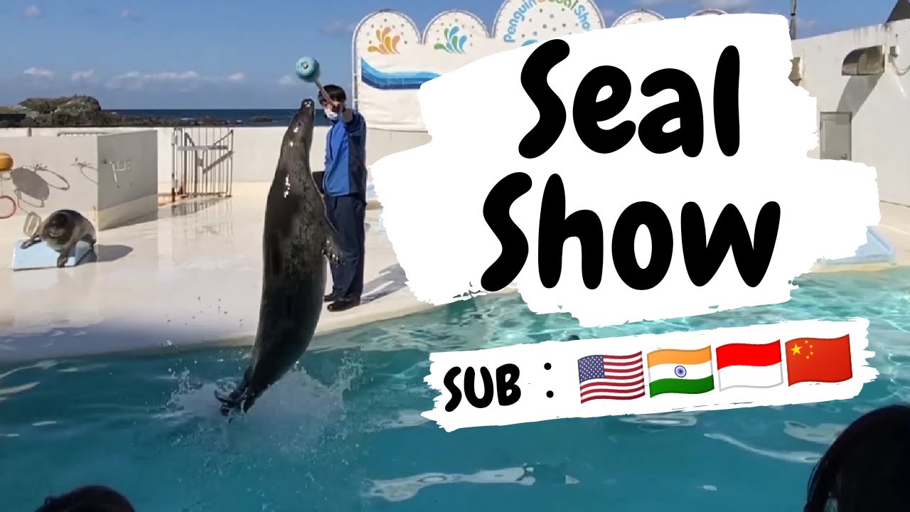 The Seal Show In Otaru Aquarium SUB EN IN ID CH YouTube the-seal-show-in-otaru-aquarium-sub-en-in-id-ch-youtube