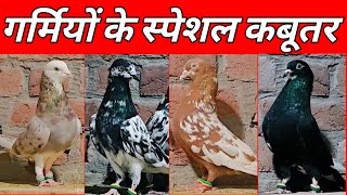 Top High Flyer Kabootar !! गर्मियों के स्पेशल कबूतर !! Arshad idrisi Pigeon !! 9354396332 