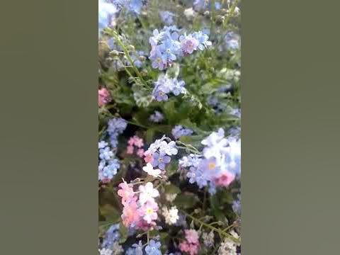квіти незабудка #незабудка #квіти - YouTube
