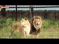 Гуляют львицы, а фингалы у львов! Тайган. Lions life in Taigan.