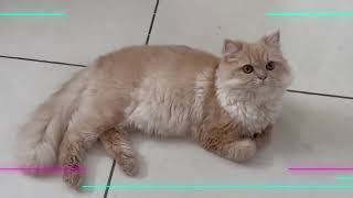 👉 My Playful Cat 😹🐾 | Cutest & Funniest Moments