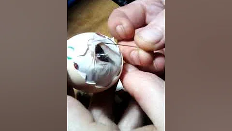Как помочь цыпленку вылупиться из яйца