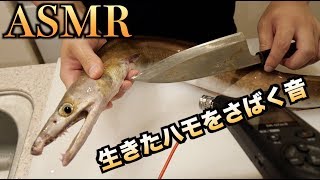 【ASMR】生きたハモをさばく音　【骨切り】