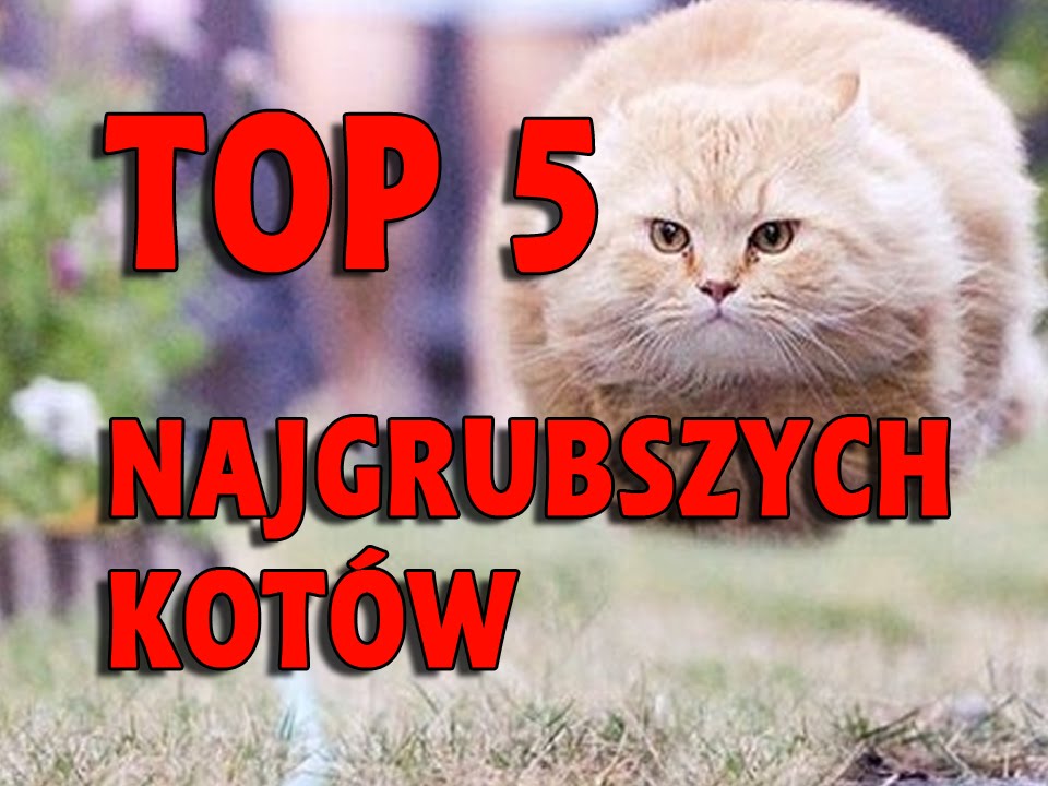 TOP 5 Najgrubszych Kot w Na wiecie YouTube top-5-najgrubszych-kot-w-na-wiecie-youtube
