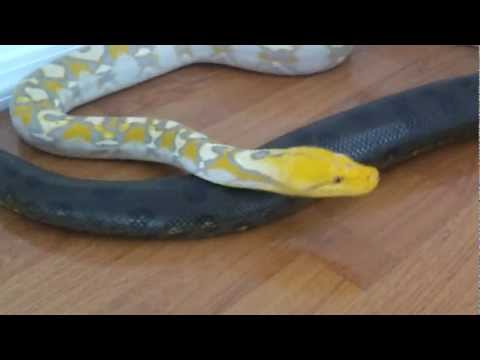 Video: Retikulyatsiya Qilingan Python - Python Reticulatus Sudralib Yuruvchilar Gipoallergen, Sog'liq Va Umr Ko'rish Muddati