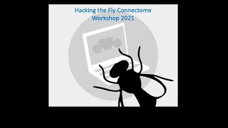 Famous Virtual Fly Brain: Hacking the Fly Connectome Workshop 2021 Profile