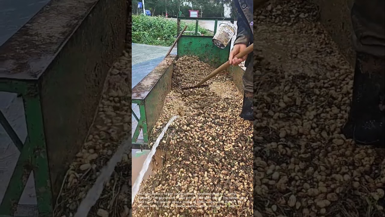 Farmer Cleans Freshly Harvested Peanuts with Water and a Rake