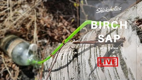 How to tap birch sap | Health benefits & taste of spring