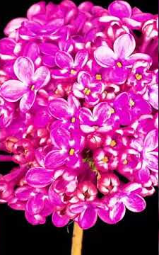 Amazing Flower #Agriculture #satisfying #skill 20