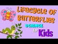 Butterfly Life Cycle and Fun Facts Quiz