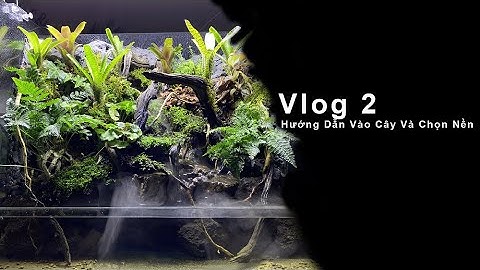 Vlog 2 - Hướng dẫn trồng cây và chọn nền phù hợp cho bể bán cạn