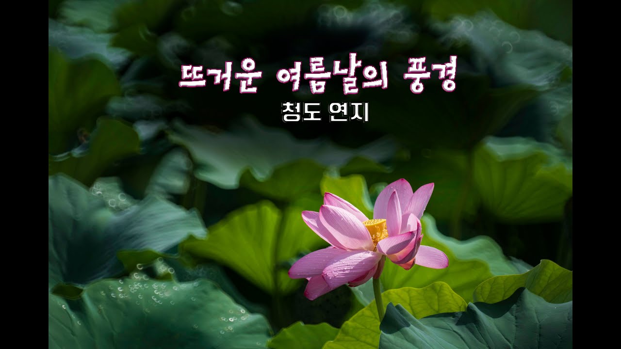 연지여름풍경 - YouTube