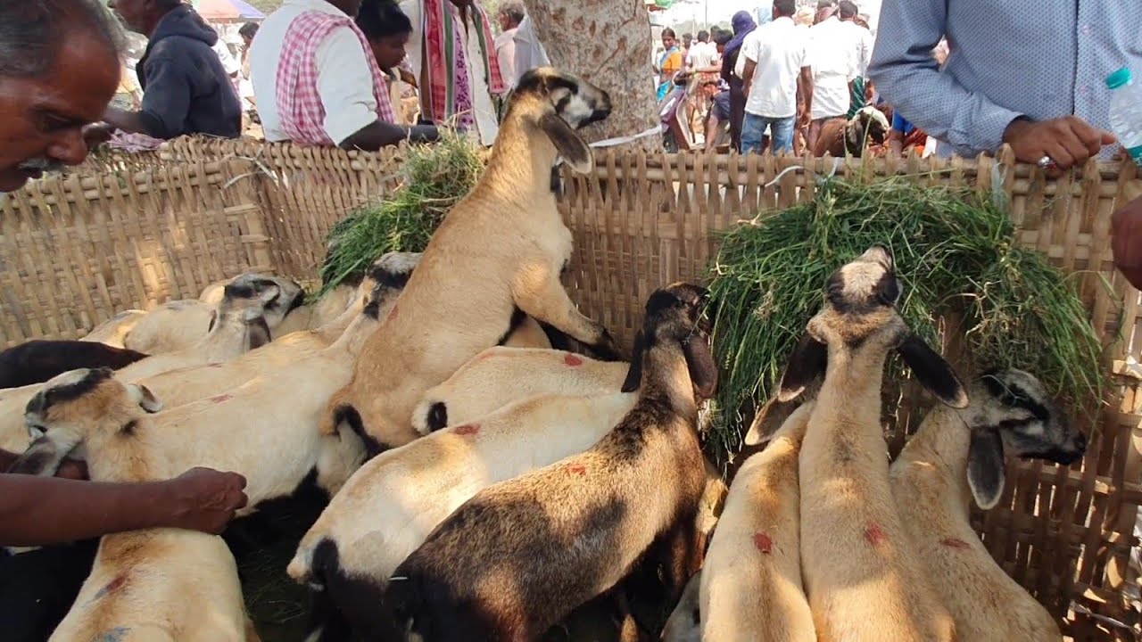 Biggest Telangana Goat Market | Pebbair Bakra Mandi | Ongole And Nellore Sheep Market.