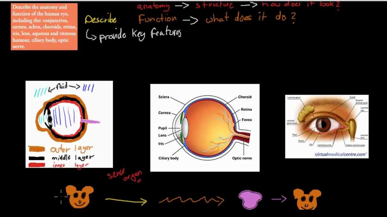 C.2.3. Structure and function of the eye (HSC biology) - YouTube