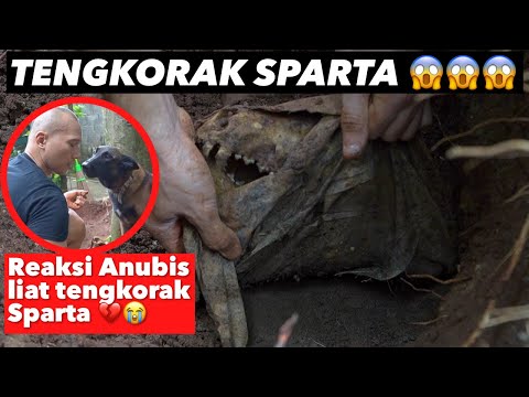 Video: Hadiah Hebat untuk Pecinta Anjing: Edisi Labrador