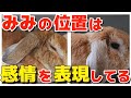 うさぎの耳でわかる気持ち4つ！知ってましたか？