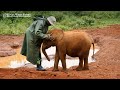 David Sheldrick Wildlife Trust: How Your Visit Saves Orphaned Elephants?