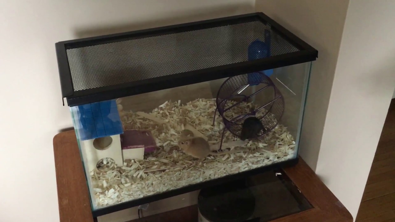 10 gallon gerbil cage