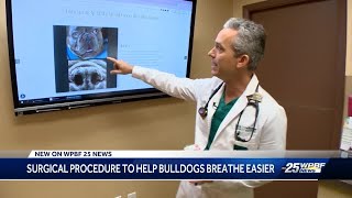 Boca Raton veterinarian helping French bulldogs breathe better with minimally invasive procedure