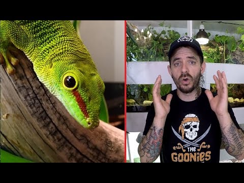 Vidéo: Comment choisir le bon gecko pour un animal de compagnie