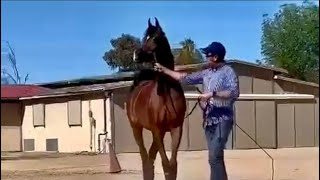 Arabian Horse Royal Asad حصان عربي اصيل البطل رويال اسد خيل عربي اصيل screenshot 1