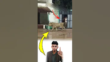 بل طف الله مر الأسد بجانبه وهو غافل لأن الله قد حجبه عنه وستره بلطفه الخفي Explore Shorts 