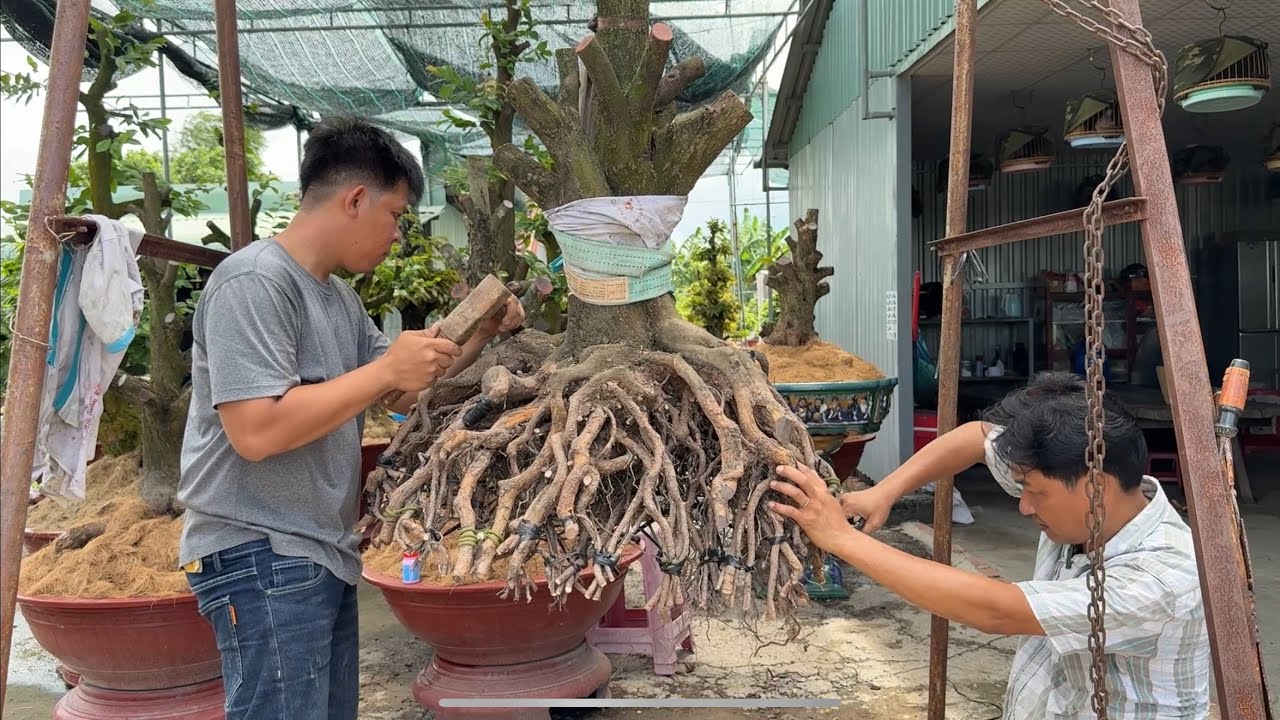 Phá bầu vô chậu phôi tứ qúy bộ đế víp 12/6/2025