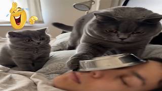 TAHAN NGAKAK! kucing marah bangunin emak sampai terus merengek, Maksa minta makan/kompilasi kocak