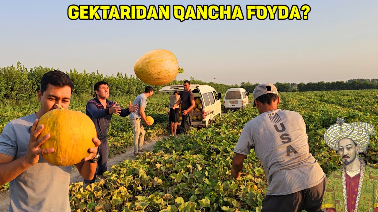 BIR GEKTARDAN QANCHA FOYDA BOR? BOBURNI YIGLATGAN QOVUNLAR